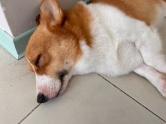 -怪兽屋·羊驼·猫咖·狗咖(俊华广场店)