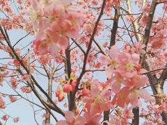-顾村公园