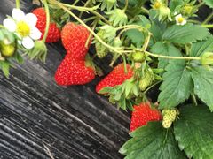 -胜丰草莓采摘园