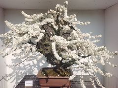 -香雪海