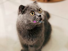 -鼓捣猫呢主题猫咖店