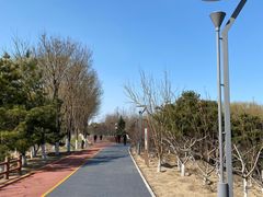 -大兴滨河森林公园