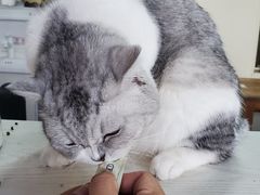 -猫小院猫主题餐厅(南锣旗舰店)