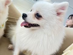 -怪兽屋·羊驼·猫咖·狗咖(俊华广场店)