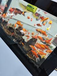 点击看大图 -痘瑞仕·专业祛痘国际连锁