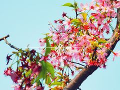 -顾村公园