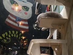 -猫咪博物馆(顶澳仔猫街店)