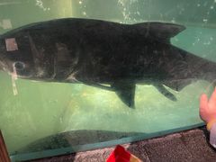 -坛宗剁椒鱼头(河西王府井店)