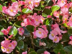 -海南热带野生动植物园