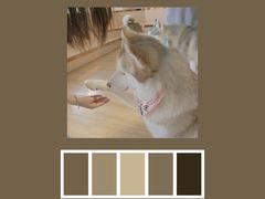 -Husky Go! 哈士奇体验馆·宠物咖啡厅狗咖