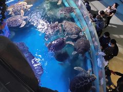 -烟台海昌鲸鲨海洋公园