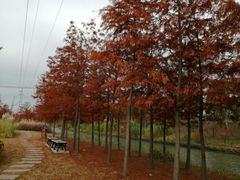 -上海长兴岛郊野公园