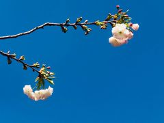 -天适樱花悠乐园