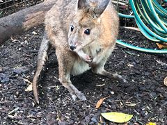 -费瑟代尔野生动物园