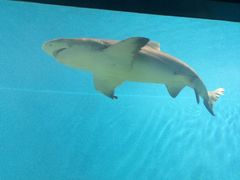 -北戴河圣蓝海洋公园