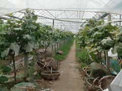 -马陆小张葡萄园农家乐