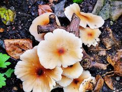 -天津东丽湖风景区