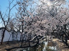 -桃花堤公园