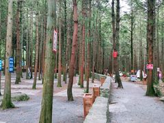 -重庆睡佛山森林公园