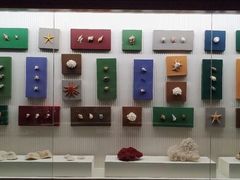 -青岛贝壳博物馆