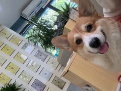 -美联众合动物医院·24h转诊中心