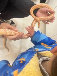 -Moni星球萌宠·小马宝莉·灵蛇·高端高阶全萌宠互动体验俱乐部(红豆国际广场店)