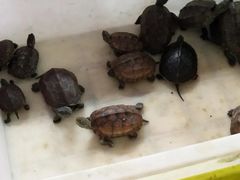 -山东柏宁水族批发广场