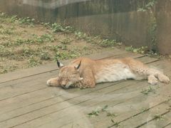 -上方山森林动物世界