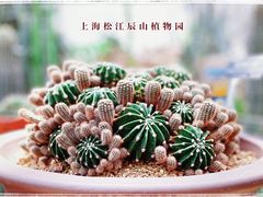 -上海辰山植物园
