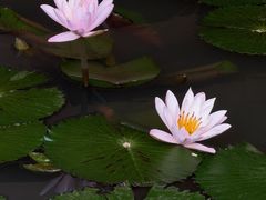 -云溪植物园