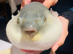 -肆月河豚·新淮扬(金融街店)