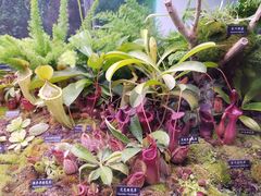-中国科学院西双版纳热带植物园
