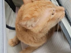 -瑞派康怡24h宠物医院·犬猫医疗中心·微创绝育(瑞景分院)