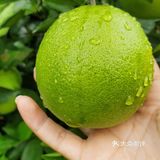原产地果品推荐-云南冰糖橙