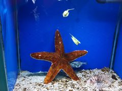 -海合安青岛极地海洋公园