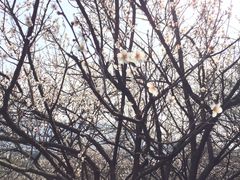 -香雪海