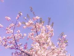 -顾村公园