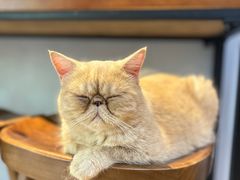 -Meowの猫咖(万家丽店)