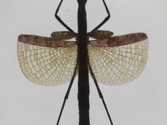 -上海昆虫博物馆