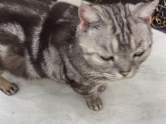 -安安宠医宠物医院·异宠·犬猫内科(岳阳分院)