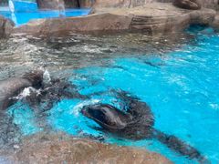 -海合安成都极地海洋公园