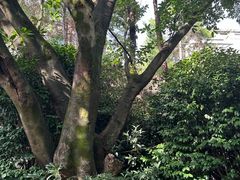 -铁山坪森林公园