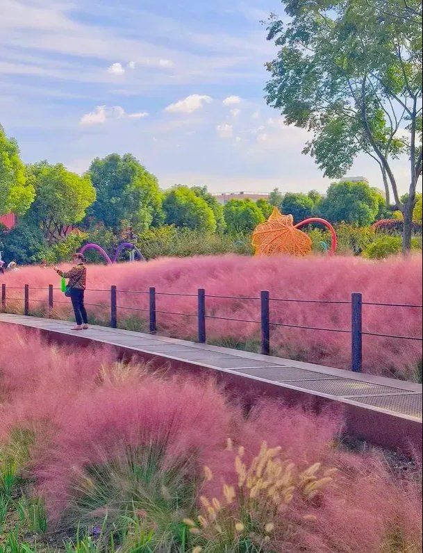 虹口彩虹湾公园网红了多年的粉黛乱子草,又进入了一年一度的颜值巅峰