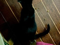-香猪美食(中心店)