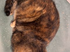 -关爱宠物医院·猫科中心·消化科(滨湖万达分院)