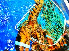 龙虾-盒马鲜生(顺义店)