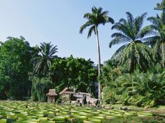 -中国科学院西双版纳热带植物园