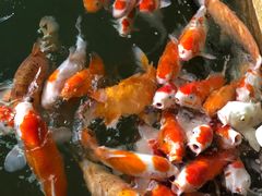 -南宫五洲植物乐园