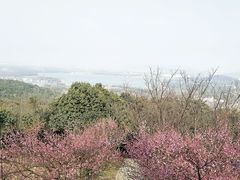 -香雪海