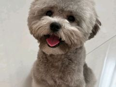 -美联众合动物医院·24h京西诊疗中心